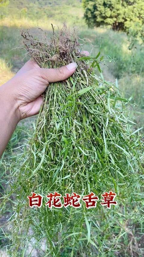 白花蛇舌草吃多了有没有副作用
