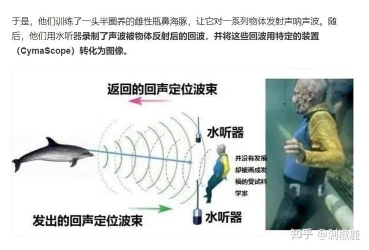 回声定位怎么练?