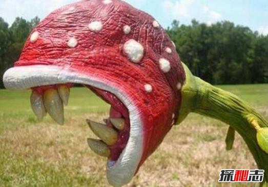 食人霸王花截图2