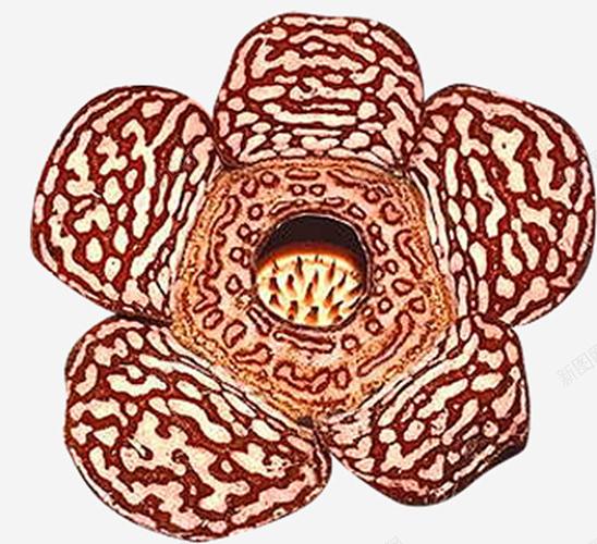 食人霸王花截图3