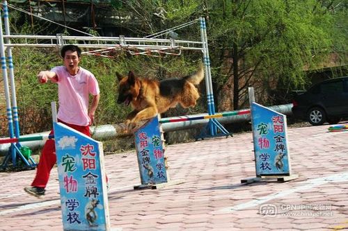 狗狗训练基地怎么收费截图3