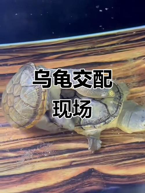 PUBG体验服乌龟国体