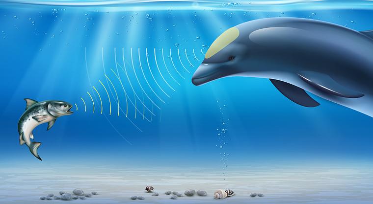 海豚回声定位