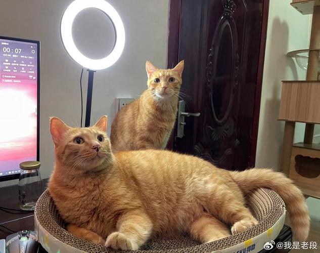 猫播直播间