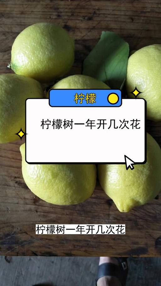 柠檬一年结果多少次