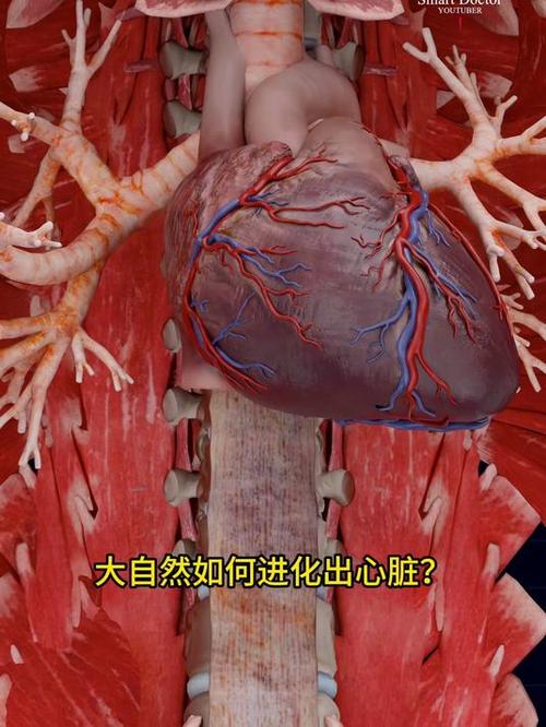 心脏不停的跳动是什么原因截图3