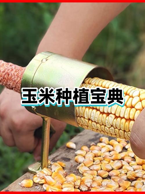 玉米种多深出苗好