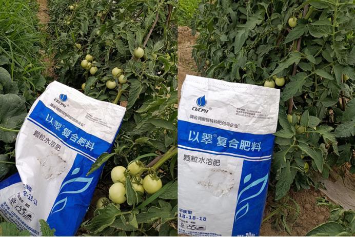 番茄施什么肥料最好