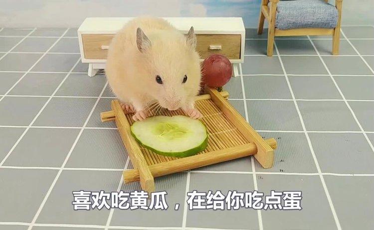 小仓鼠能吃什么水果
