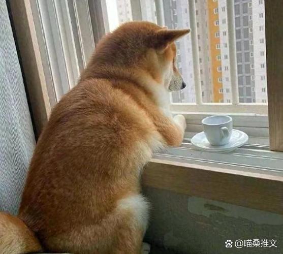 趴在窗户旁边