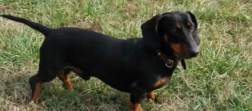 郑州犬舍排行榜截图2