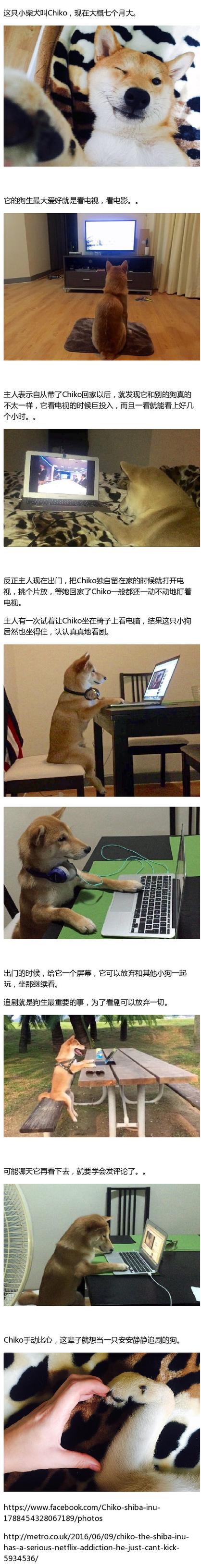 免费追剧电视剧大全追剧狗截图2