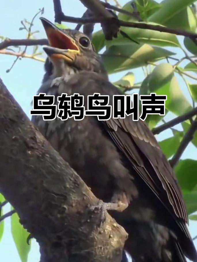 鸟叫声大全 播放