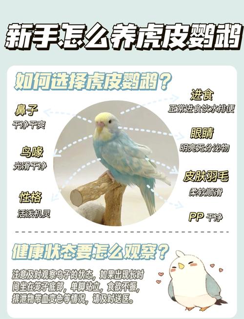 虎皮鹦鹉单养好还是养一对