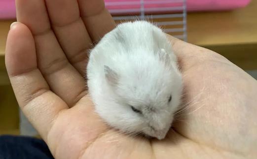 被仓鼠咬了第二天仓鼠死了