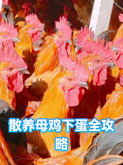 母鸡下蛋原叫声