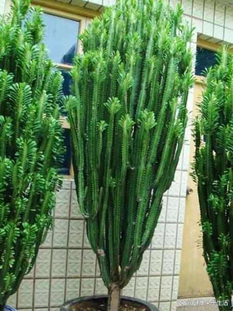 龙骨植物图片