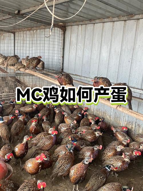 我的世界怎么驯服鸡