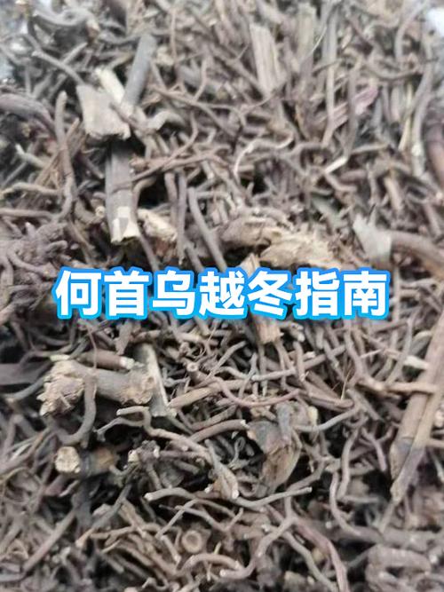 何首乌耐寒多少度截图2