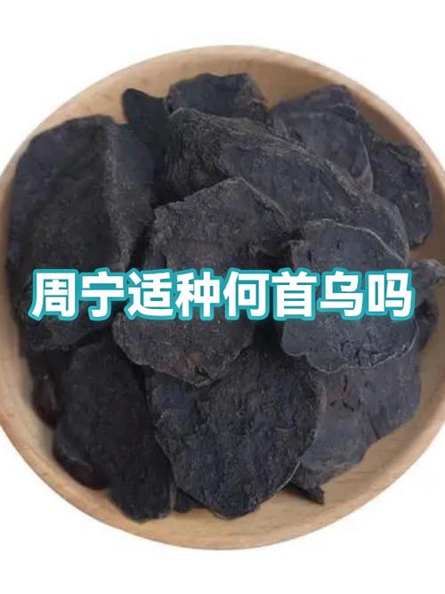 何首乌耐寒多少度截图3