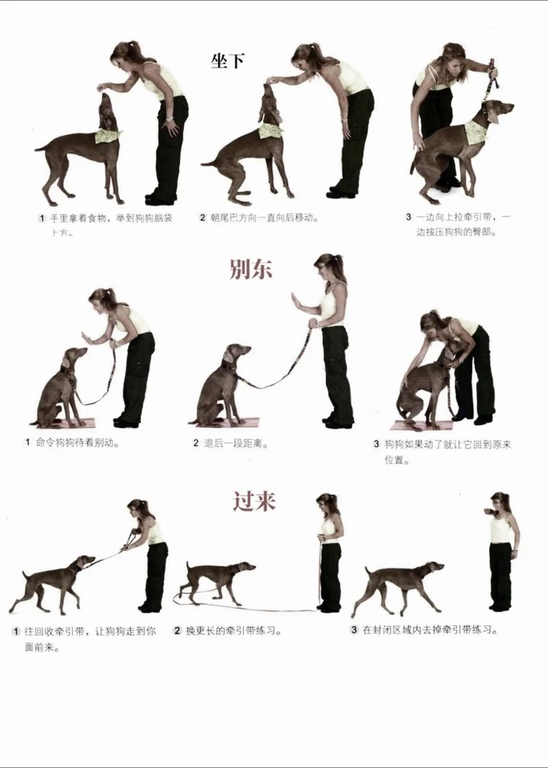 训练狗狗的29个基础动作