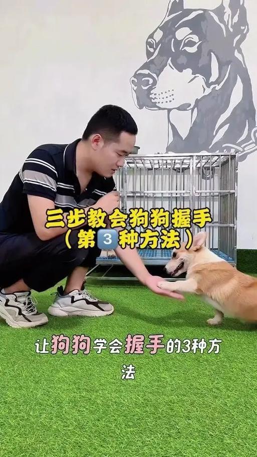 训练狗狗的29个基础动作截图2