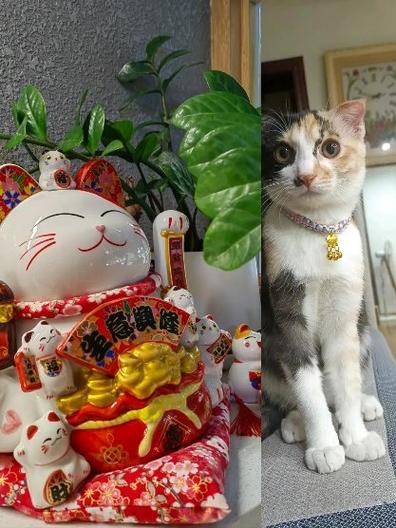赏金猫