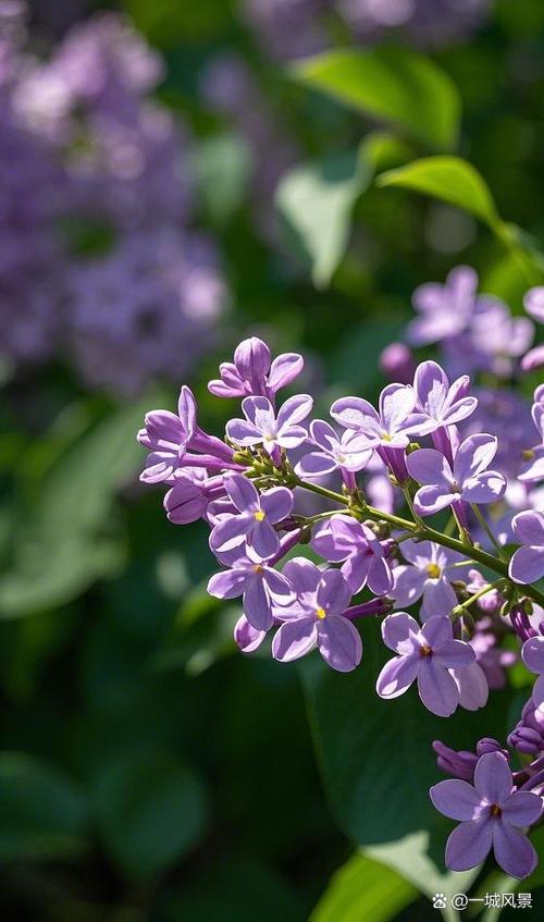 丁香花花语