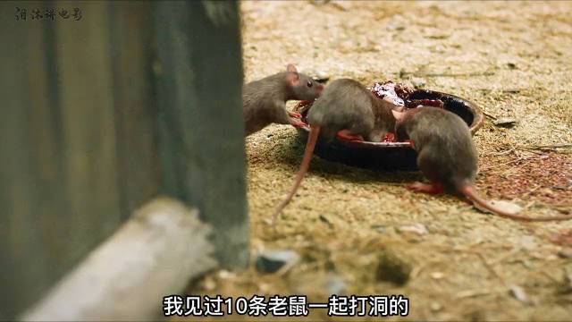 被诅咒的村庄截图3