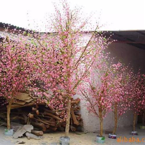樱花俱乐部手机版截图3