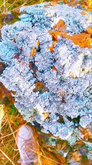 石头上长的石花的功效