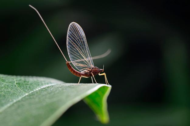 蜉蝣MayFlyv0.2下载截图2