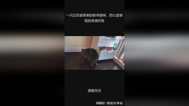 影帝要做家养喵