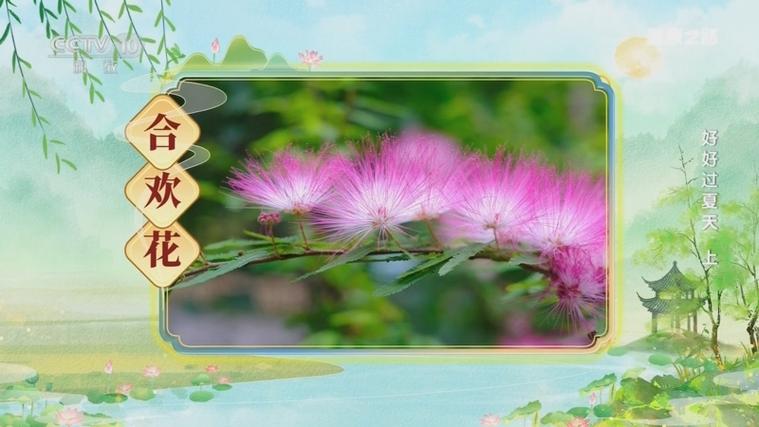 解忧花又叫什么
