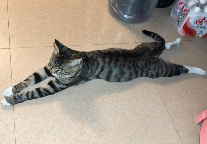 破解猫咪