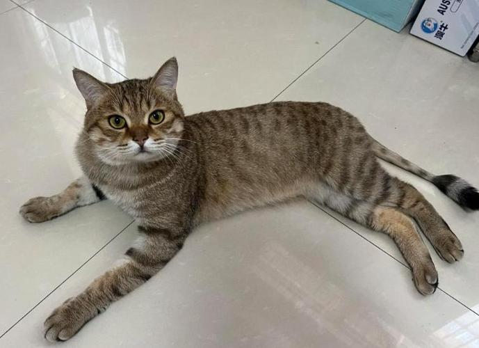 破解猫咪截图2