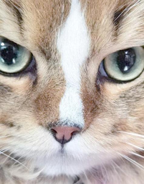 破解猫咪截图3