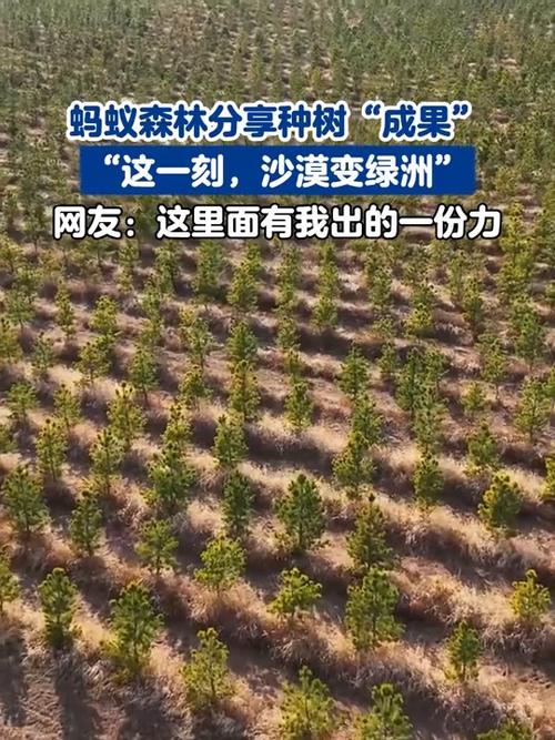 蚂蚁森林种树 蚂蚁森林种树