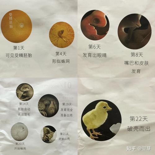 人工孵化小鸡怎么孵化