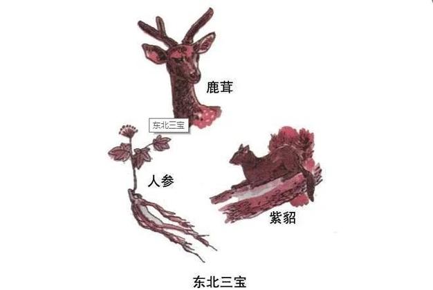人参雀和赶山王的主要内容