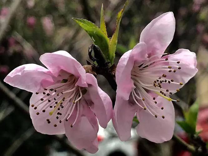 又见桃花开不见故人来