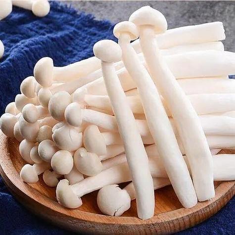 白色短的蘑菇叫什么 白色短的蘑菇叫什么