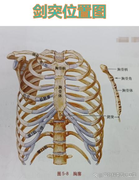 剑骨是人体的哪个部位