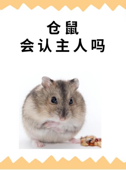 仓鼠认主人吗 仓鼠认主人吗