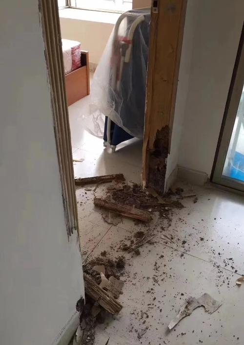 白蚁进家是福还是祸