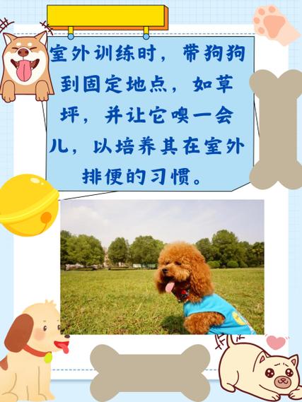 狗狗大小便的训练方法截图2