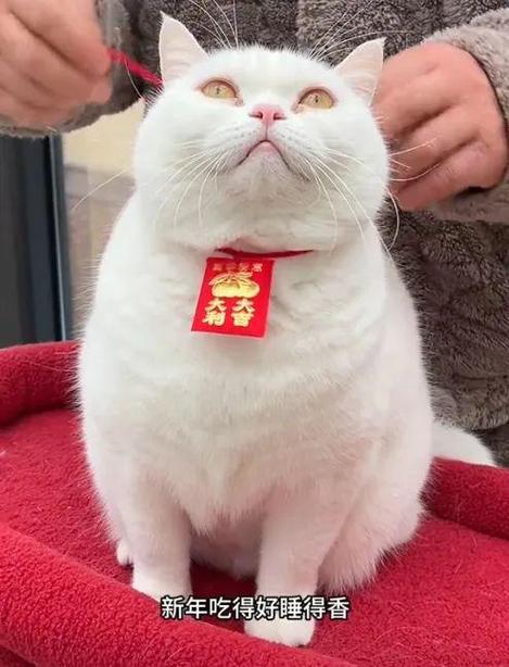 别人送猫给多少钱红包