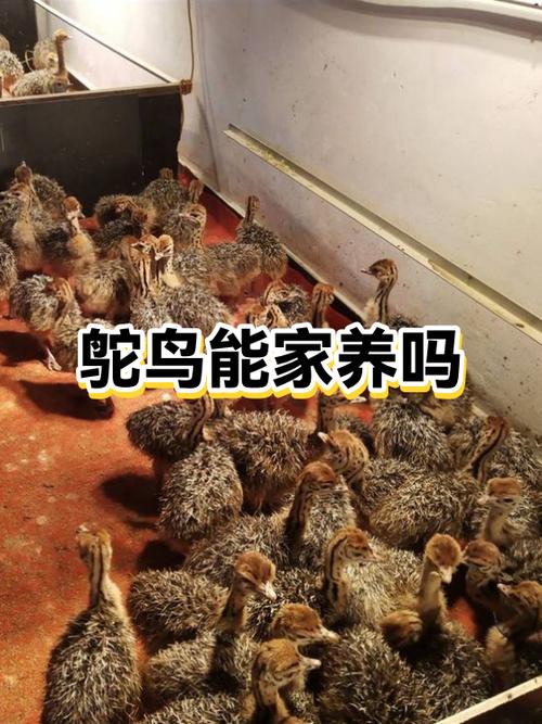 养鸵鸟有补贴吗截图1