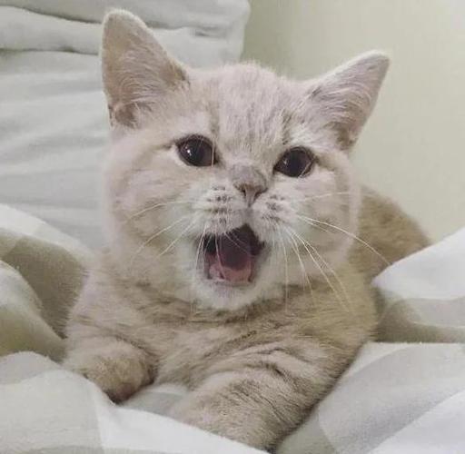 猫一直喵喵叫怎么回事