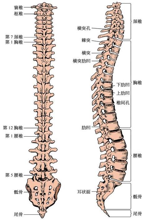 身体龙骨位置图片